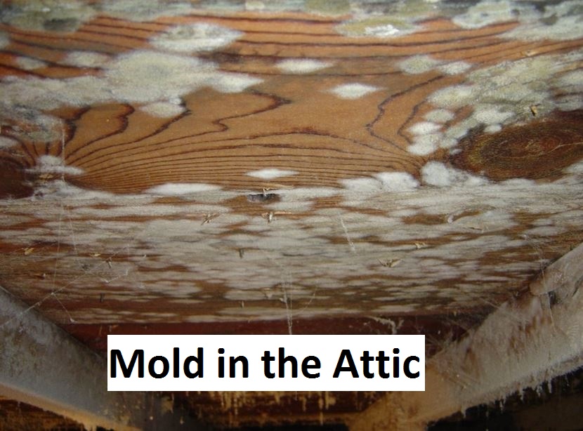 Mold 4 mold in the attic