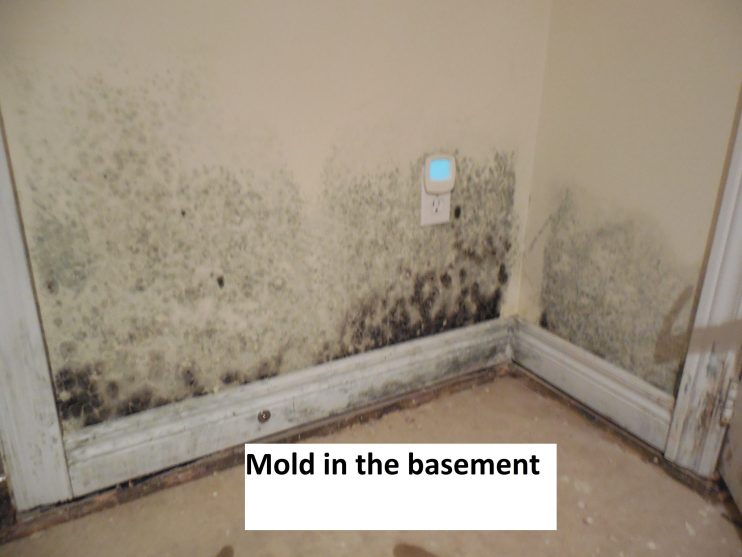 Mold 5 mold in the basement