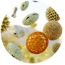 Why Should You Consider a Healthy Home Audit? 6 Pollen Particle
